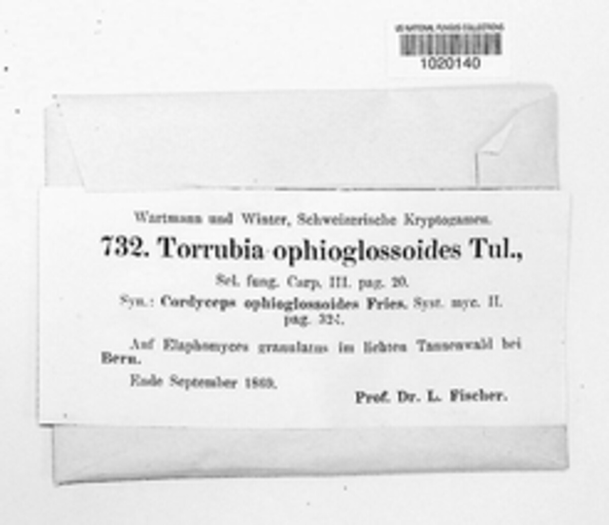 Tolypocladium ophioglossoides image